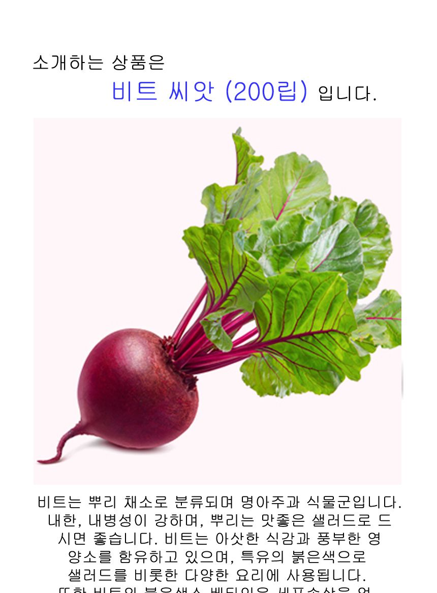 야채 알 비트 비트잎 콜라비 채소 종자 씨앗 200립/비트씨앗/콜라비씨앗/비트씨/씨앗/종자판매/종묘사/씨앗