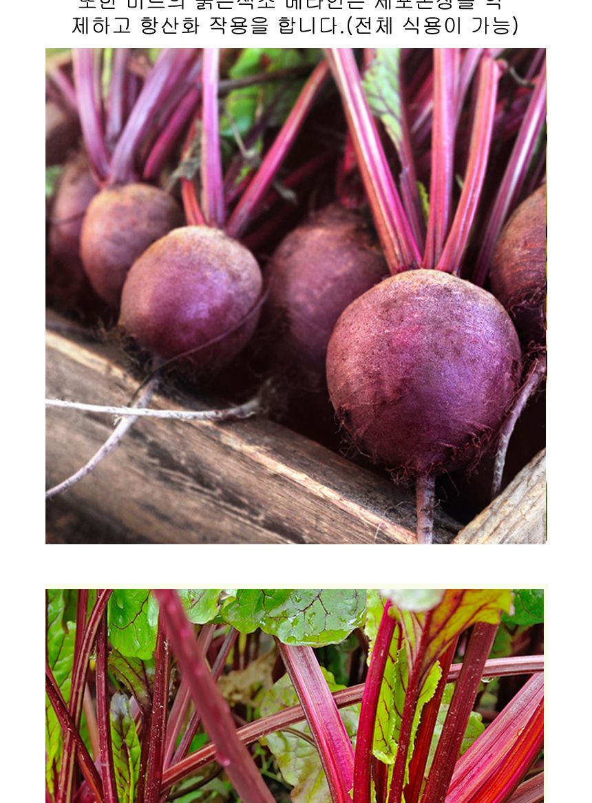 야채 알 비트 비트잎 콜라비 채소 종자 씨앗 200립/비트씨앗/콜라비씨앗/비트씨/씨앗/종자판매/종묘사/씨앗