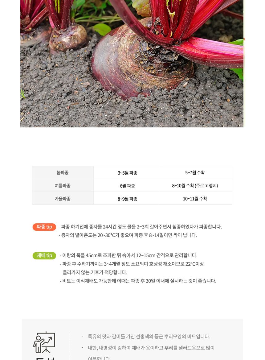 야채 알 비트 비트잎 콜라비 채소 종자 씨앗 200립/비트씨앗/콜라비씨앗/비트씨/씨앗/종자판매/종묘사/씨앗