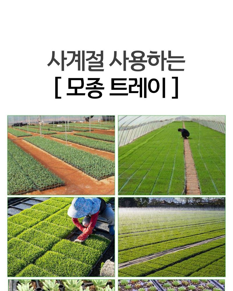 모종 트레이 모종판 육묘판 72구 5개/모종/모종이식/모종판/모종트레이/육묘/고추모종/수박모종/상추모종/