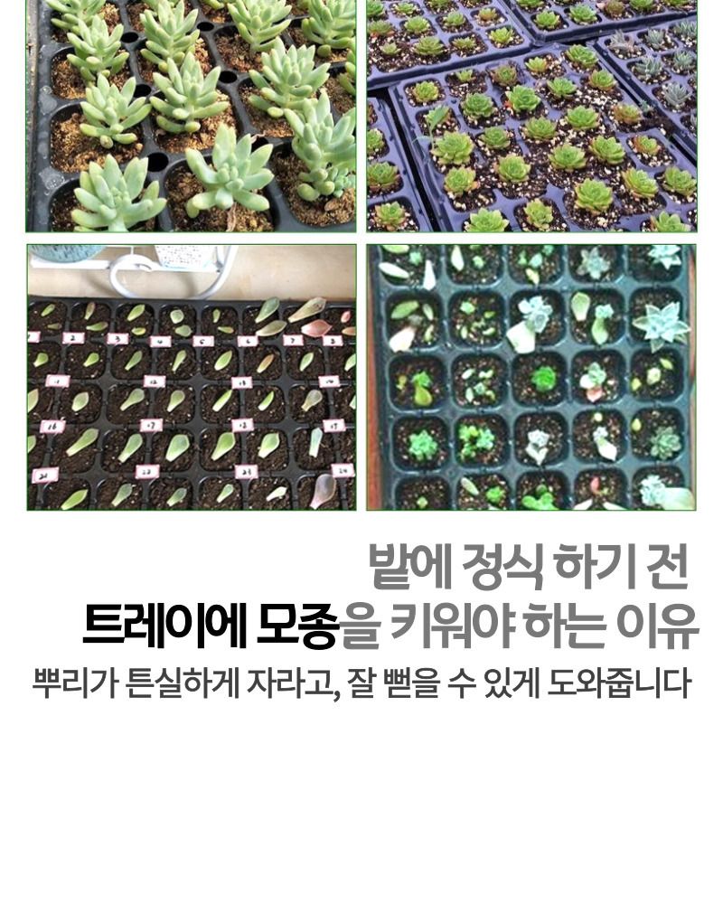 모종 트레이 모종판 육묘판 72구 5개/모종/모종이식/모종판/모종트레이/육묘/고추모종/수박모종/상추모종/