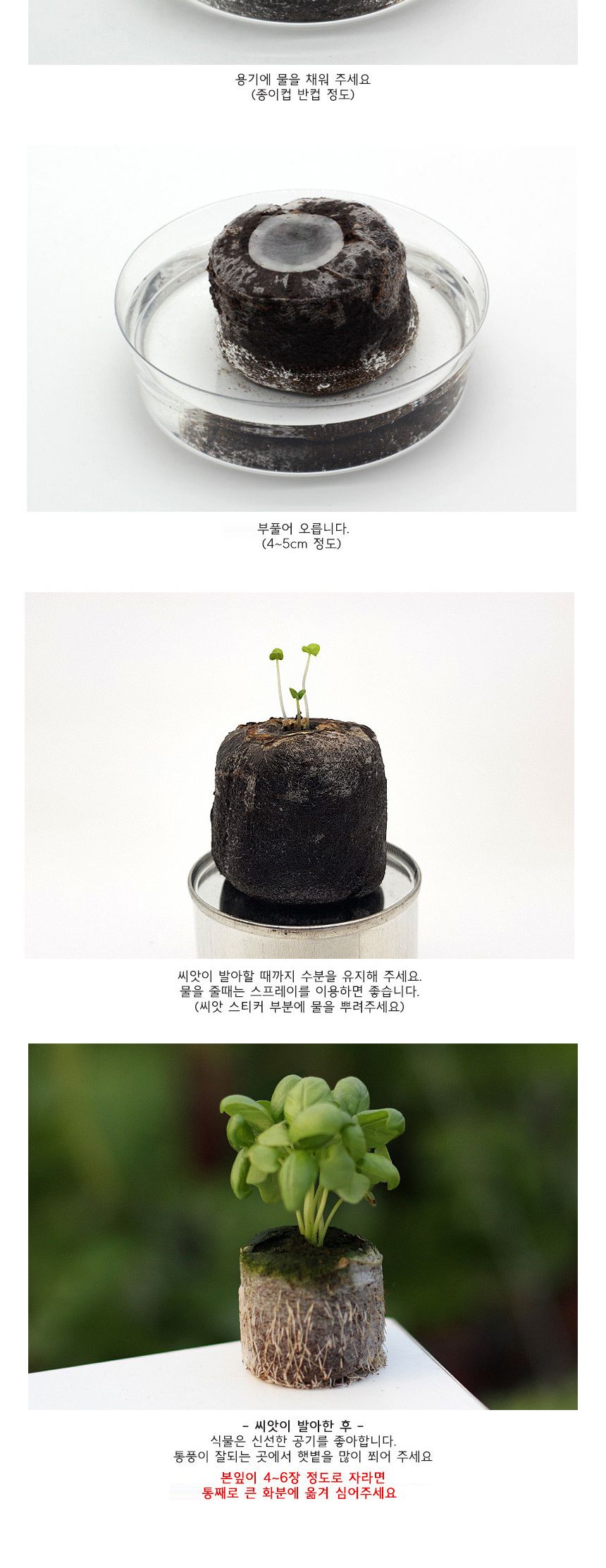 양분함유 식물모종 팰릿 스위트바질 2개/씨앗/씨앗도매/씨앗판촉물/홈가드닝/종자/가드닝용품/채소씨앗/씨