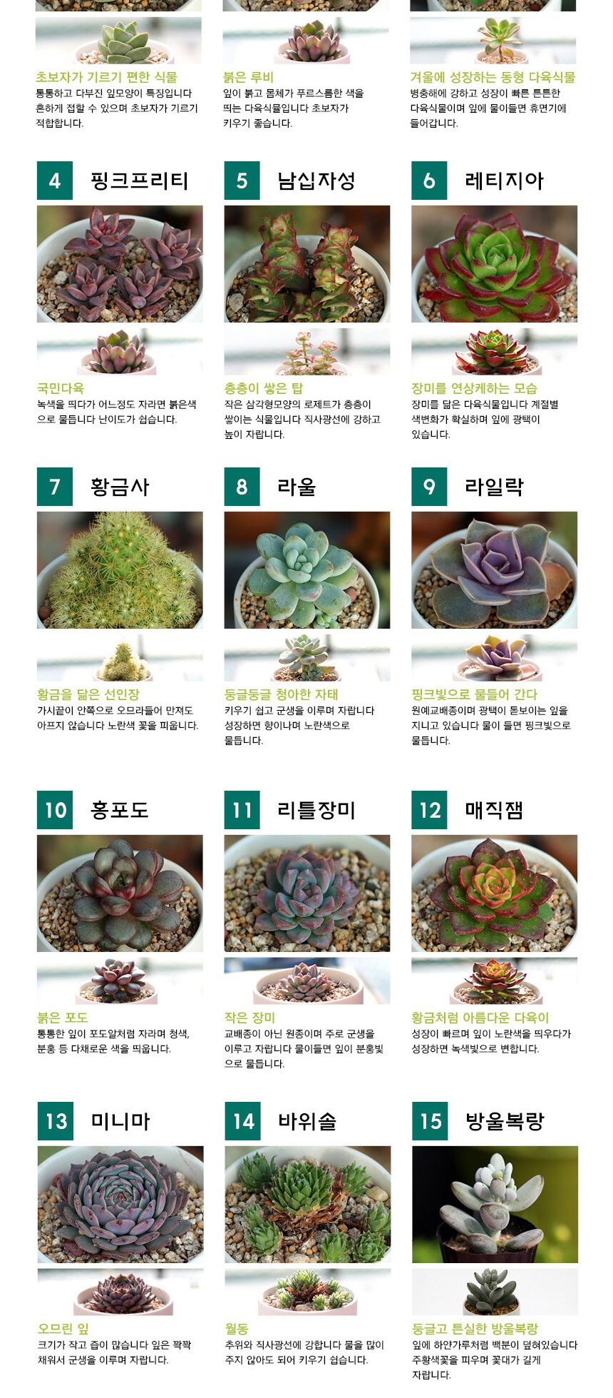 다육이 분갈이흙 미니화분 세트/재배키트/식물키트/식물키우기/미니화분/화분세트/사무실식물/씨앗화분/씨