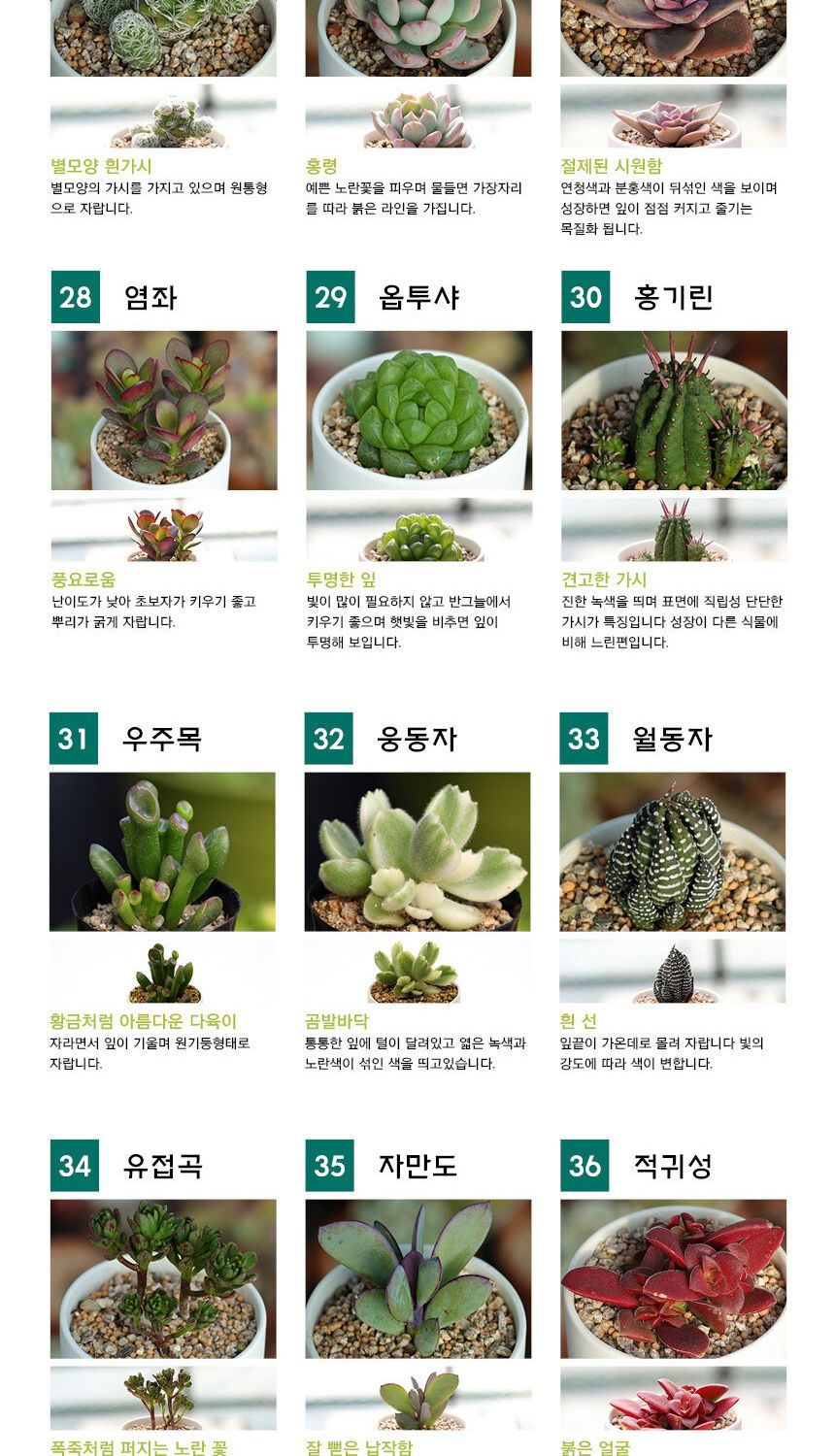 다육이 분갈이흙 미니화분 세트/재배키트/식물키트/식물키우기/미니화분/화분세트/사무실식물/씨앗화분/씨