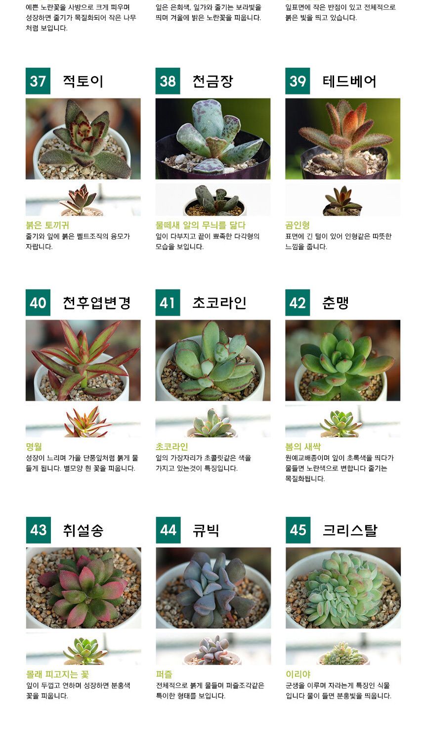 다육이 분갈이흙 미니화분 세트/재배키트/식물키트/식물키우기/미니화분/화분세트/사무실식물/씨앗화분/씨