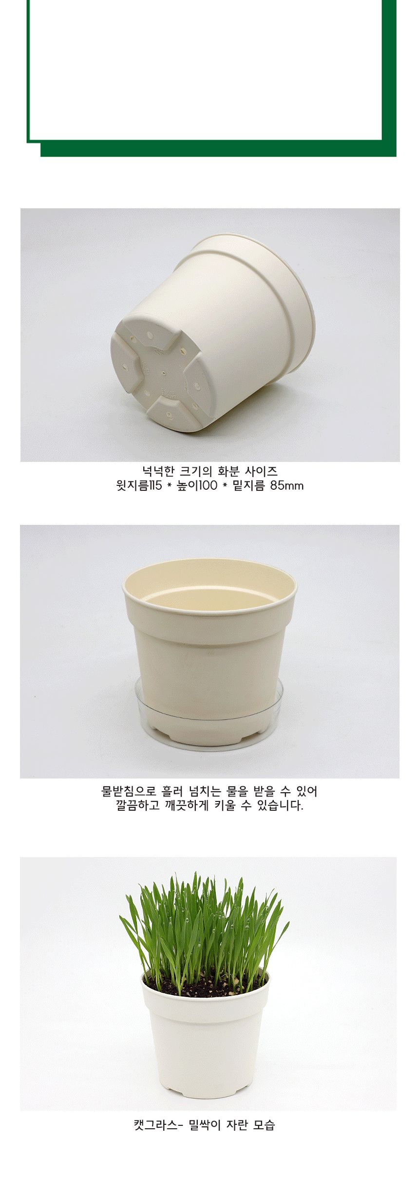 캣그라스 고양이풀 밀싹 씨앗 화분 묶음 키트/고양이캣잎/고양이용품/식물인테리어/키우기쉬운식물/캣닢/고