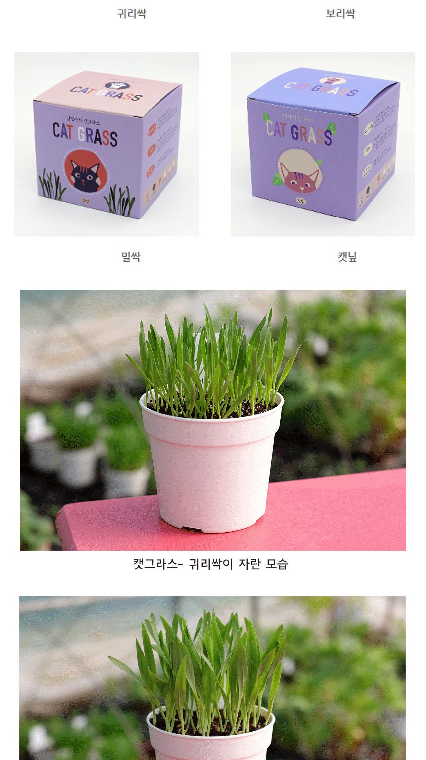 캣그라스 고양이풀 새싹 씨앗 화분 세트/고양이캣잎/고양이용품/식물인테리어/키우기쉬운식물/캣닢/고양이
