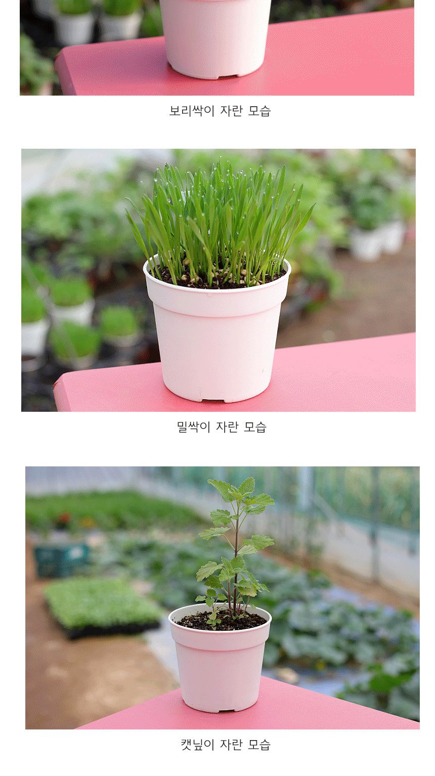 캣그라스 고양이풀 새싹 씨앗 화분 세트/고양이캣잎/고양이용품/식물인테리어/키우기쉬운식물/캣닢/고양이