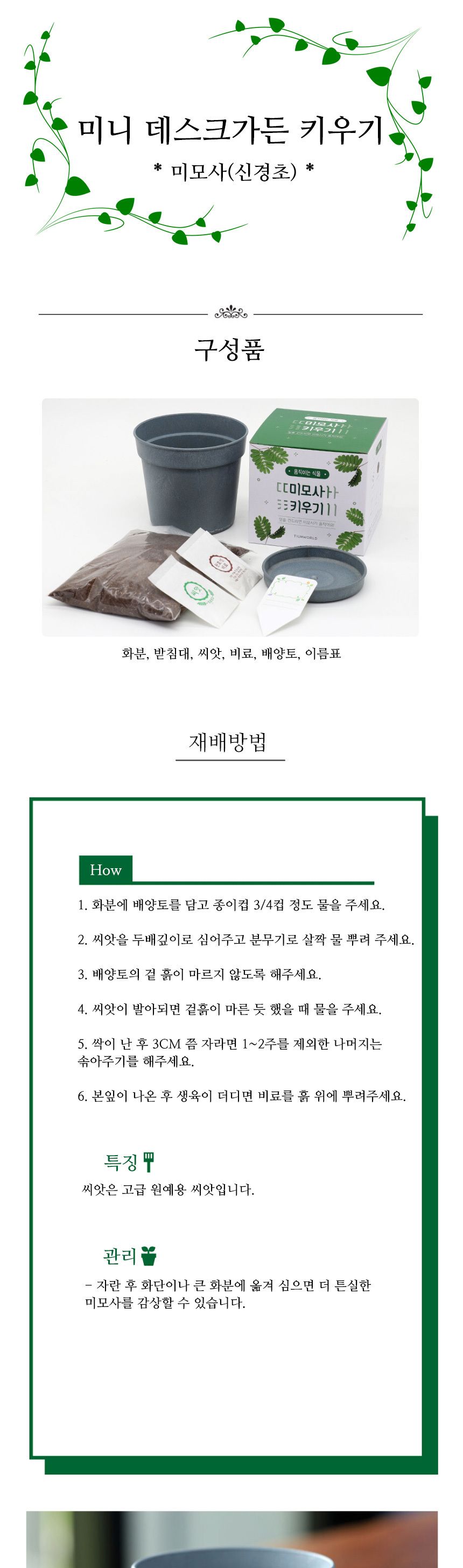 희귀식물 신경초 식물키우기 화분 세트/미니화분/식물인테리어/화분/거실화분/인테리어화분/거실화분인테리