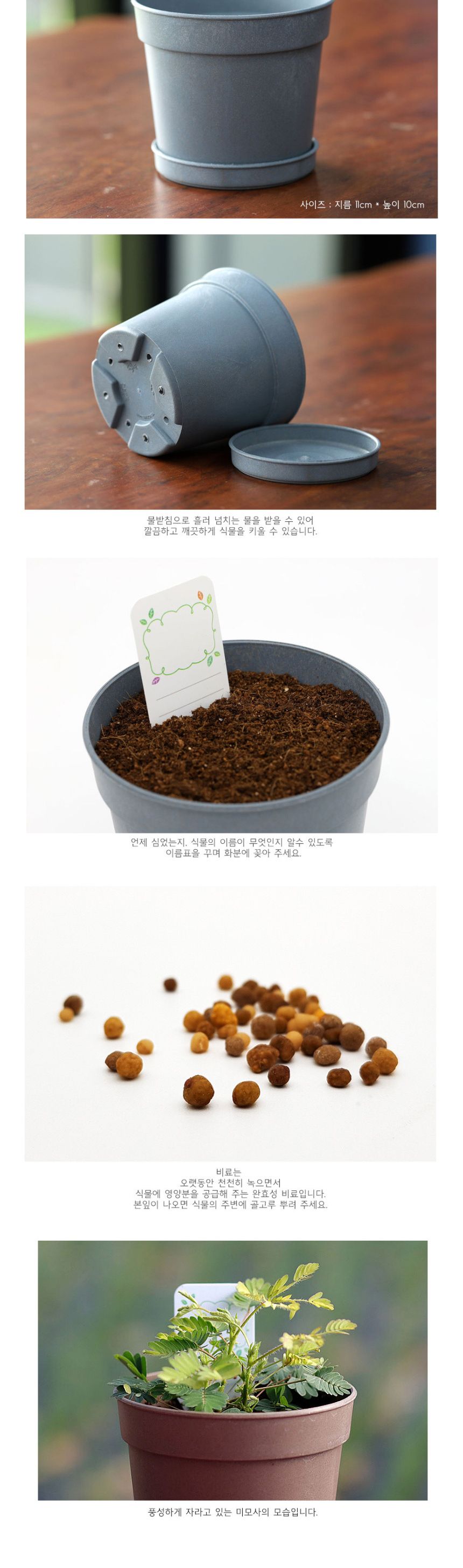 희귀식물 신경초 식물키우기 화분 세트/미니화분/식물인테리어/화분/거실화분/인테리어화분/거실화분인테리