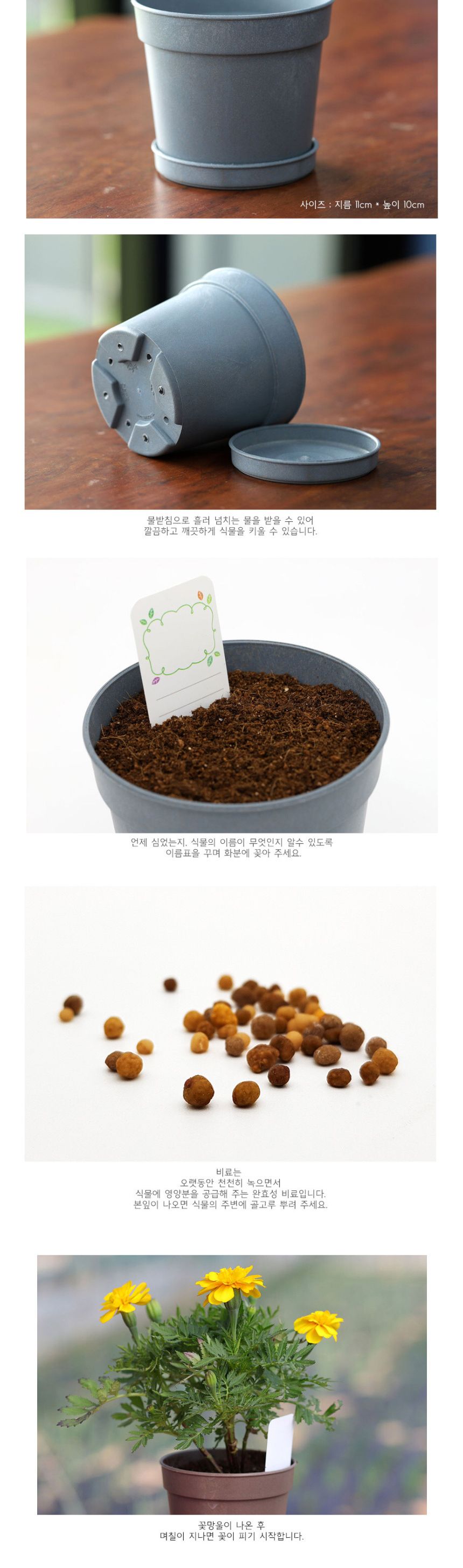 미니 꽃화분 메리골드 화원 DIY 패키지/꽃키우기/꽃화분/식물화분/재배세트/식물키우기/가정용식물/어린이