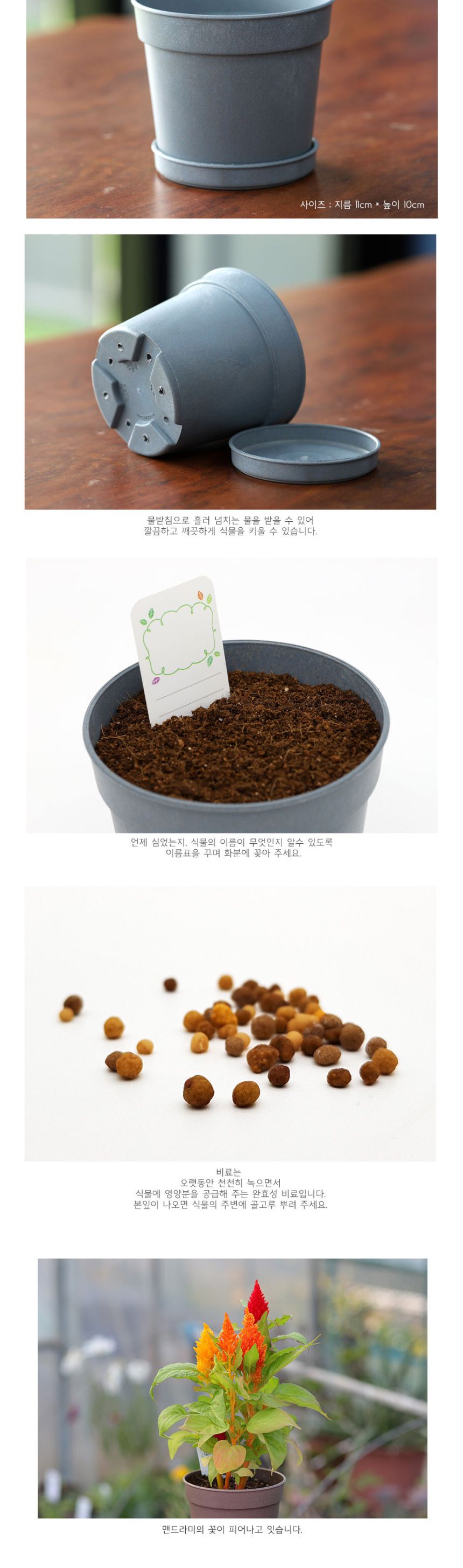 미니 꽃화분 맨드라미 화원 DIY 패키지/재배키트/식물키트/식물키우기/미니화분/화분세트/사무실식물/씨앗