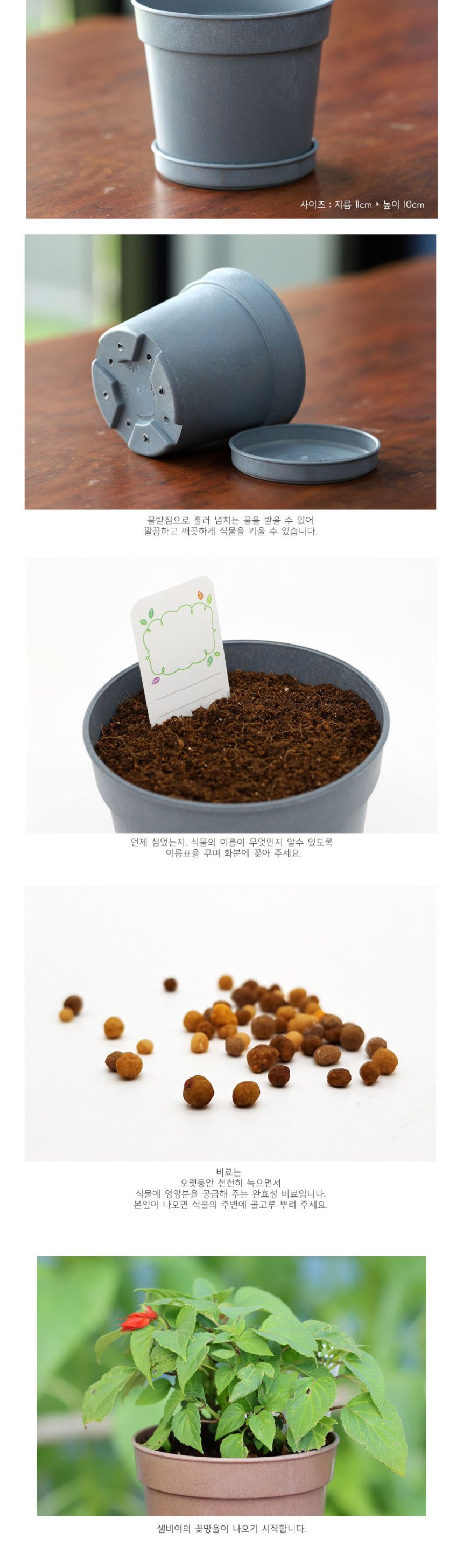 미니 꽃화분 사루비아 화원 DIY 패키지/꽃키우기/꽃화분/식물화분/재배세트/식물키우기/가정용식물/어린이