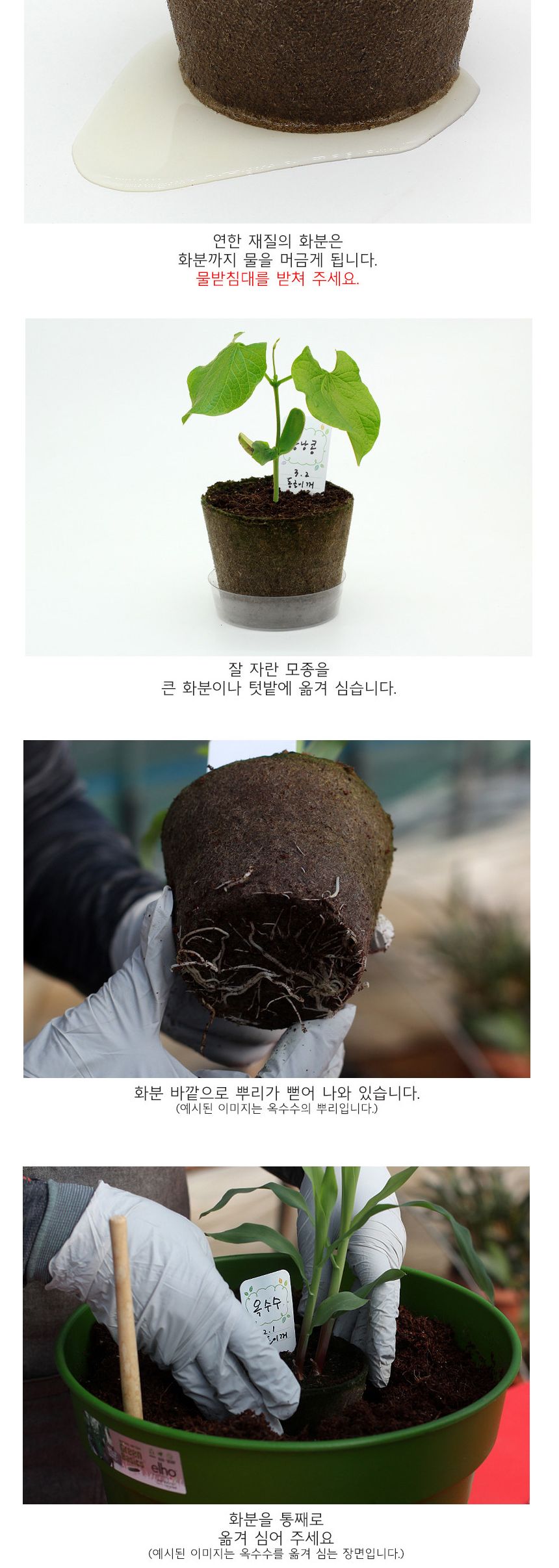 뿌리관찰 강낭콩씨앗 모종키우기 세트/미니화분/식물인테리어/화분/거실화분/인테리어화분/거실화분인테리