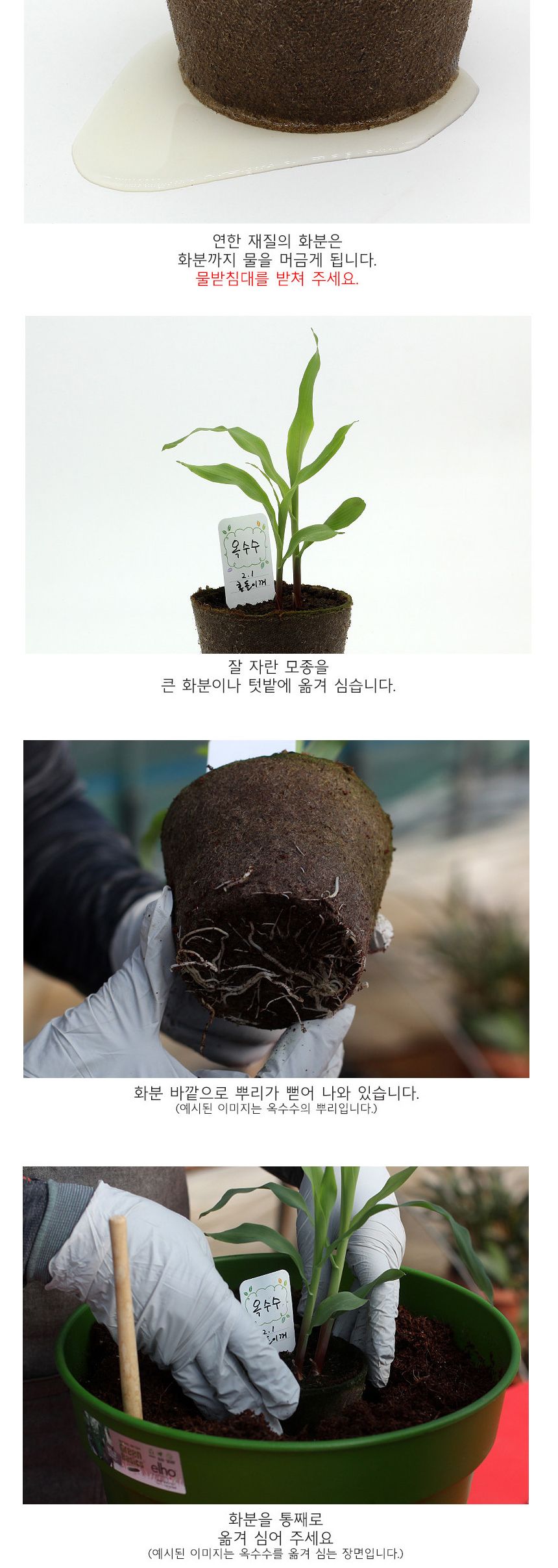 뿌리관찰 옥수수씨앗 모종키우기 세트/미니화분/식물인테리어/화분/거실화분/인테리어화분/거실화분인테리