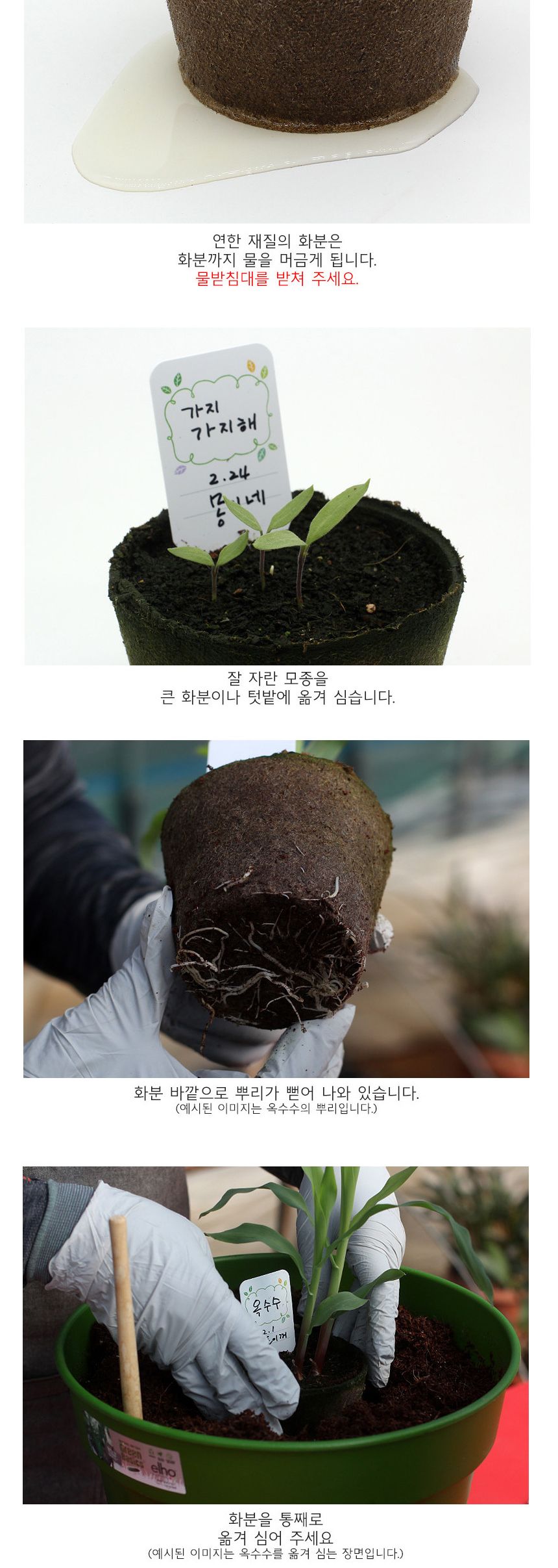 뿌리관찰 가지씨앗 모종키우기 세트/미니화분/식물인테리어/화분/거실화분/인테리어화분/거실화분인테리어/