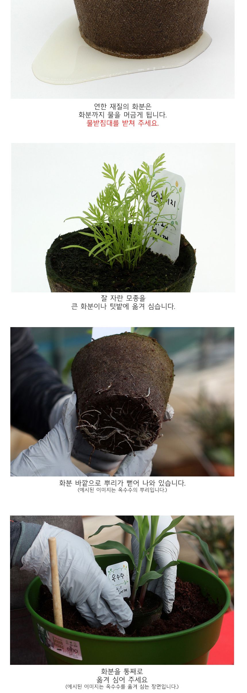 뿌리관찰 당근씨앗 모종키우기 세트/미니화분/식물인테리어/화분/거실화분/인테리어화분/거실화분인테리어/