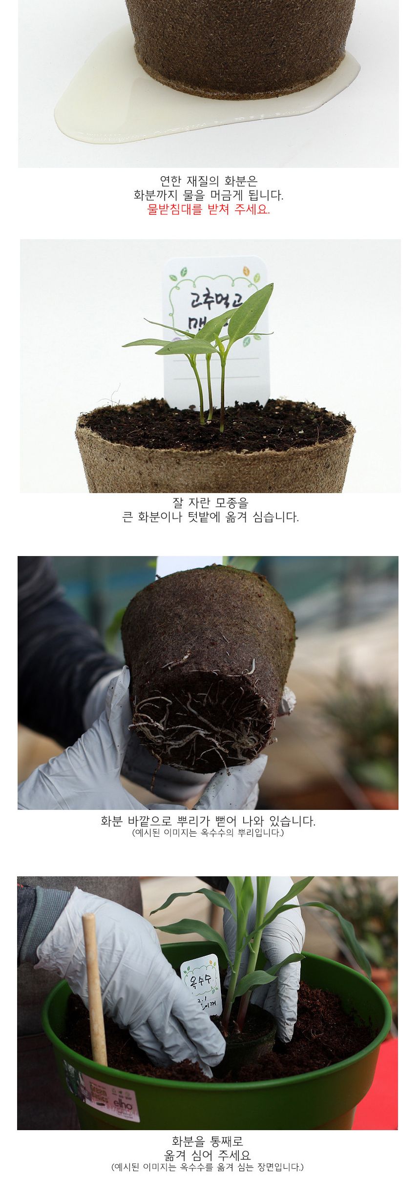 뿌리관찰 고추씨앗 모종키우기 세트/미니화분/식물인테리어/화분/거실화분/인테리어화분/거실화분인테리어/