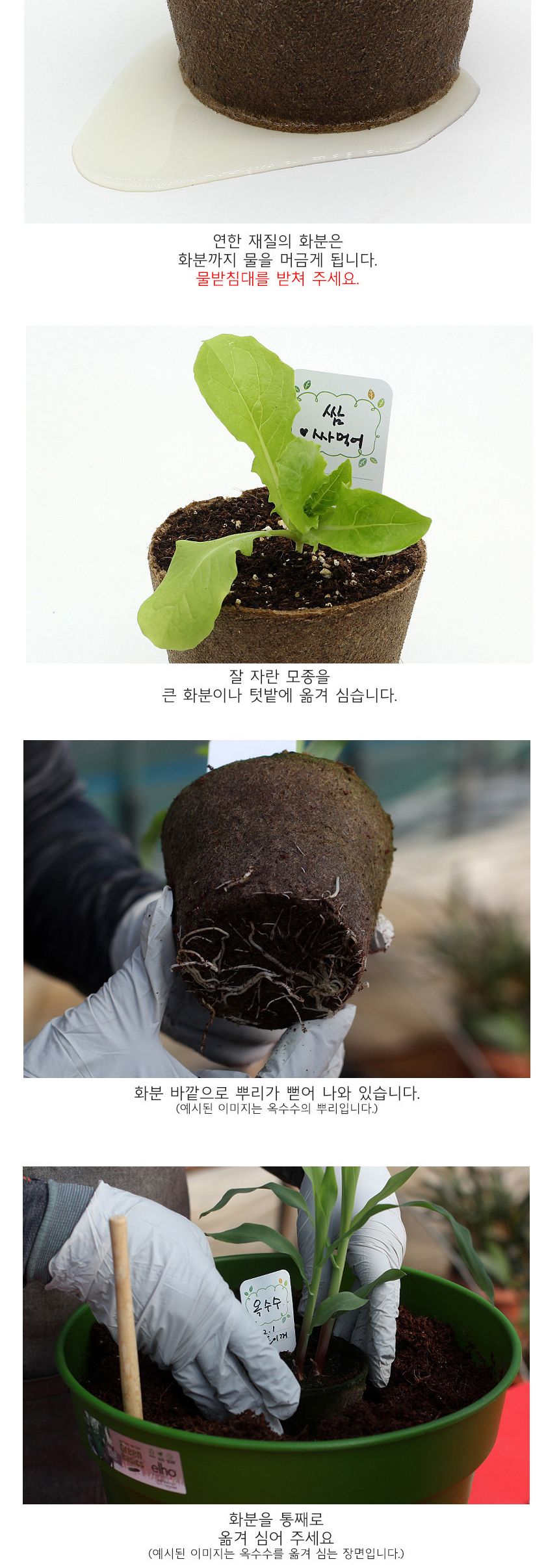 뿌리관찰 상추씨앗 모종키우기 세트/미니화분/식물인테리어/화분/거실화분/인테리어화분/거실화분인테리어/